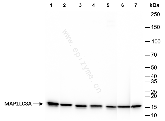 Anti-MAP1LC3A Rabbit mAb [59O19F62]