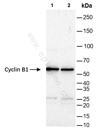Anti-Cyclin B1 Rabbit mAb [98A32L21]
