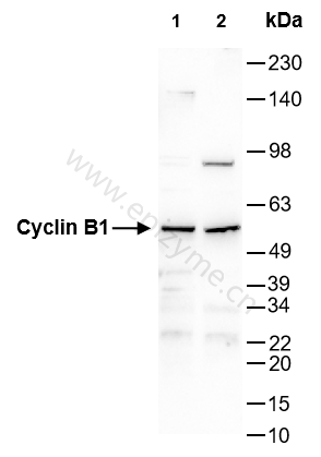 Anti-Cyclin B1 Rabbit mAb [98A32L21]