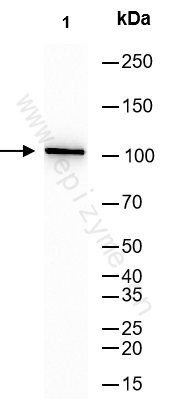 Anti-Phospho-SIRT1 (Ser47) Rabbit mAb [84I71L16]