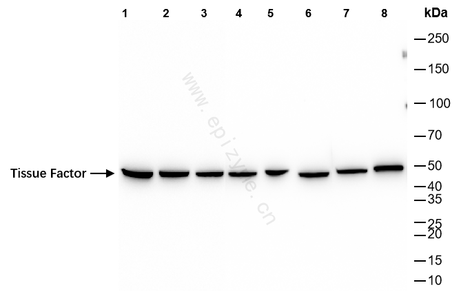 Anti-Tissue Factor Rabbit mAb [17P89P94]