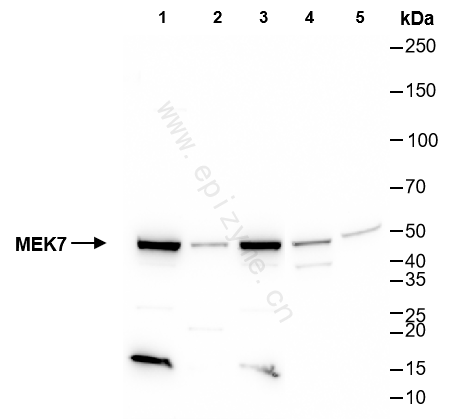 Anti-MEK7 Rabbit mAb [40E23B91]