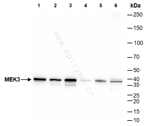 Anti-MEK3 Rabbit mAb [56Q67T62]
