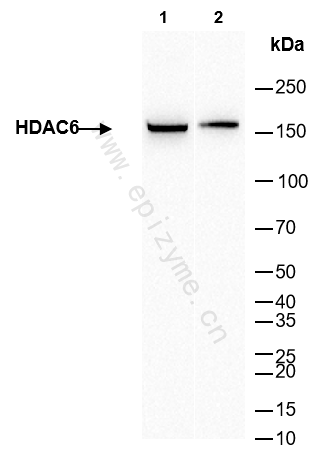 Anti-HDAC6 Rabbit mAb [15B26D52]