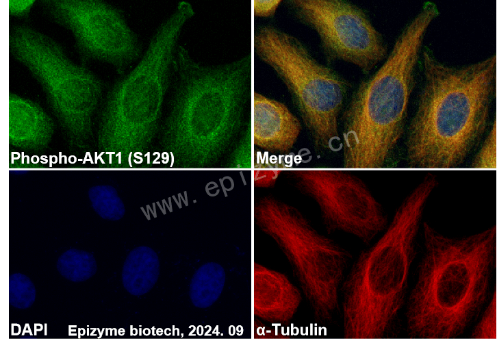 Anti-Phospho-AKT1 (Ser129) Rabbit mAb [26P81I31]