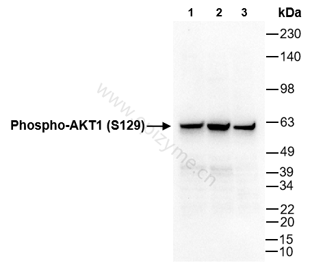 Anti-Phospho-AKT1 (Ser129) Rabbit mAb [26P81I31]