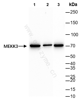 Anti-MEKK3 Rabbit mAb [88N92G19]