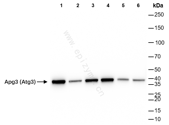 Anti-ATG3 Rabbit mAb [98P21J87]