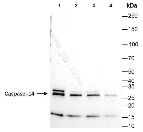 Anti-Caspase-14 Rabbit mAb [98H72Q31]