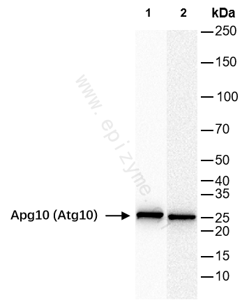 Anti-ATG10 Rabbit mAb [50G85N51]