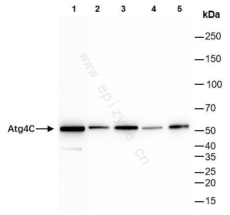 Anti-ATG4C Rabbit mAb [87R86G27]