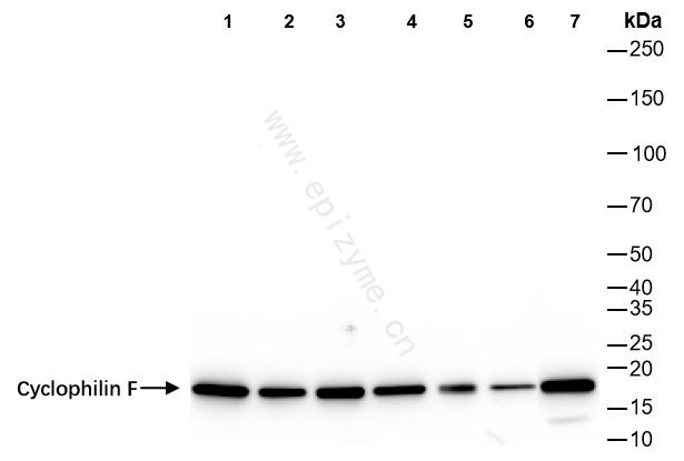 Anti-Cyclophilin F Rabbit mAb [20C36H75]