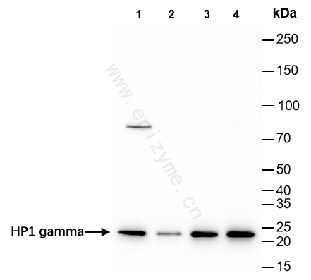 Anti-HP1 gamma/CBX3 Rabbit mAb [42E59A88]