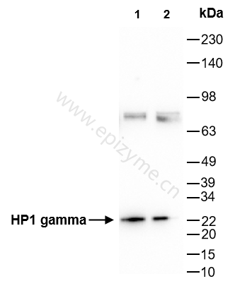 Anti-HP1 gamma/CBX3 Rabbit mAb [42E59A88]
