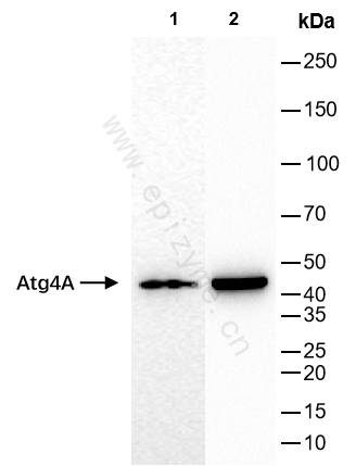 Anti-ATG4A Rabbit mAb [96N44G21]