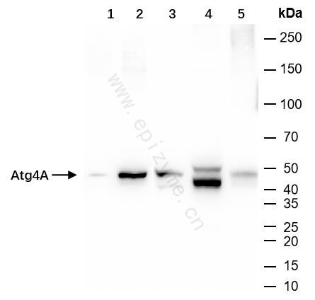 Anti-ATG4A Rabbit mAb [96N44G21]