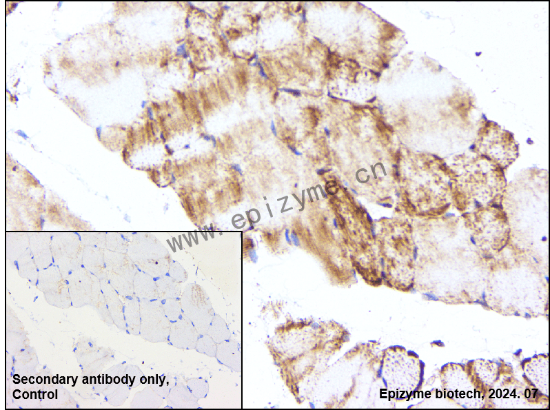 Anti-ATG4A Rabbit mAb [96N44G21]