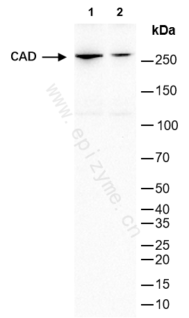 Anti-CAD Rabbit mAb [87L99Q21]