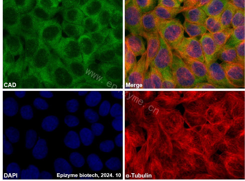 Anti-CAD Rabbit mAb [87L99Q21]