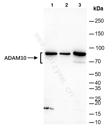 Anti-ADAM10 Rabbit mAb [76M63D54]