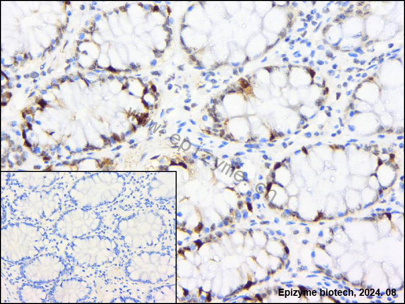 Anti-Cyclin A2 Rabbit mAb [90T34S42]