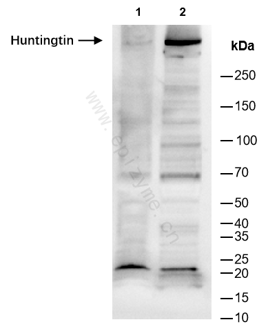 Anti-Huntingtin Rabbit mAb [48H75B12]