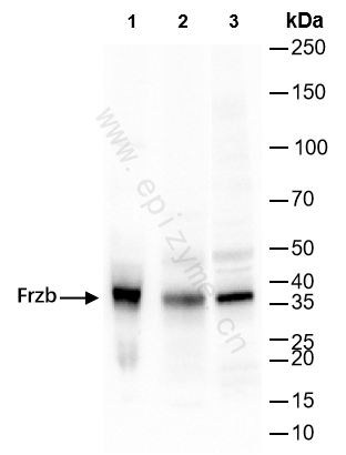 Anti-Frzb Rabbit mAb [27D66B27]