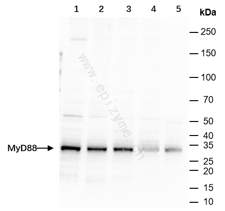 Anti-MyD88 Rabbit mAb [43Q70G58]