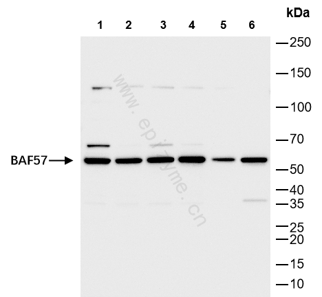 Anti-BAF57 Rabbit mAb [33K67P30]