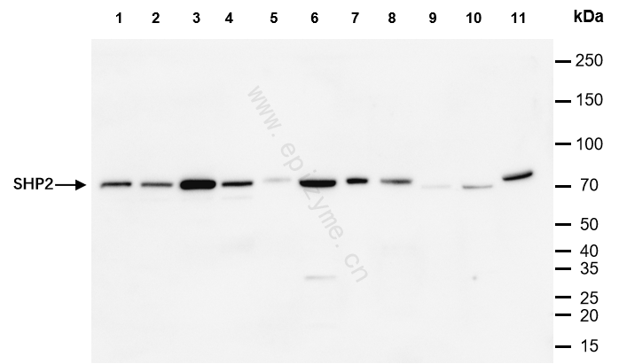 Anti-SHP2 Rabbit mAb [69E66O87]