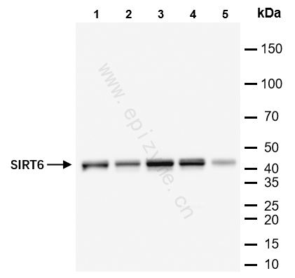 Anti-SIRT6 Rabbit mAb [11I90O50]