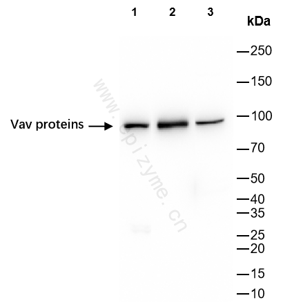 Anti-VAV1 Rabbit mAb [98R69A83]