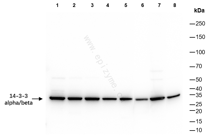 Anti-14-3-3 alpha/beta Rabbit mAb [70P10Q35]