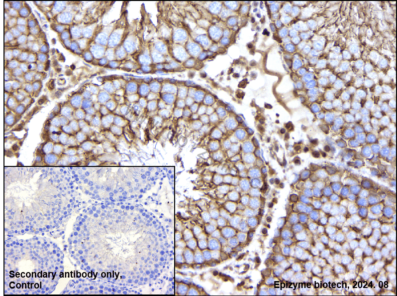 Anti-14-3-3 alpha/beta Rabbit mAb [70P10Q35]