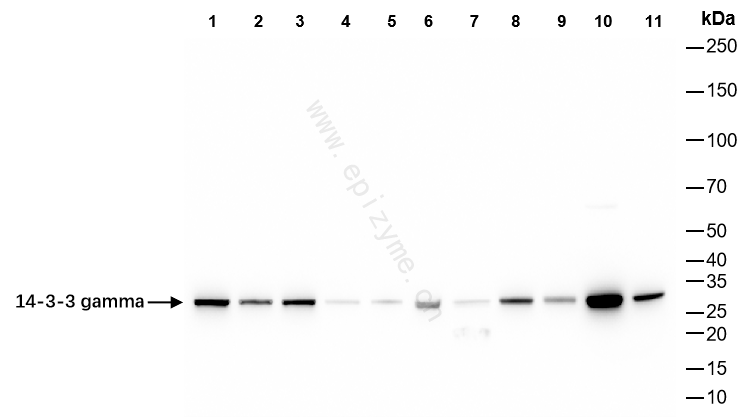 Anti-14-3-3 gamma Rabbit mAb [36R86K80]