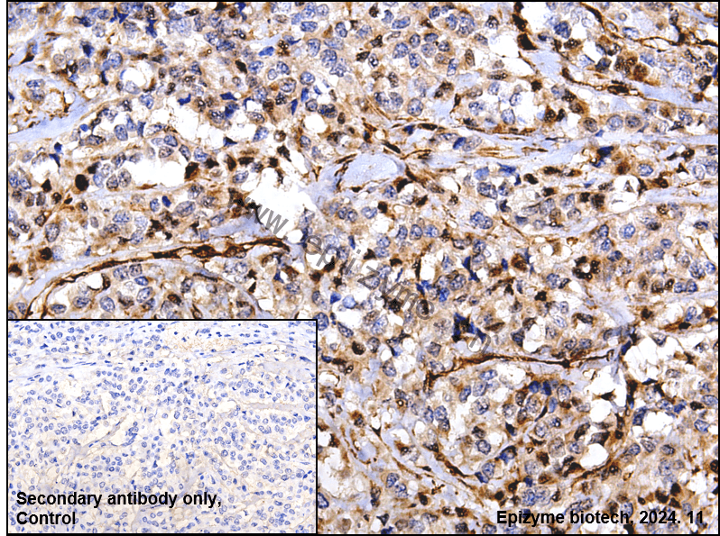 Anti-14-3-3 gamma Rabbit mAb [36R86K80]