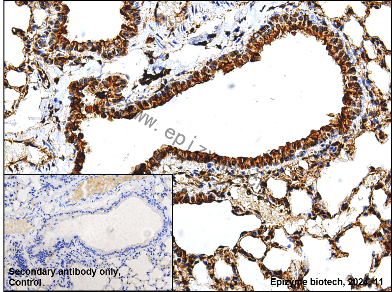 Anti-14-3-3 gamma Rabbit mAb [36R86K80]