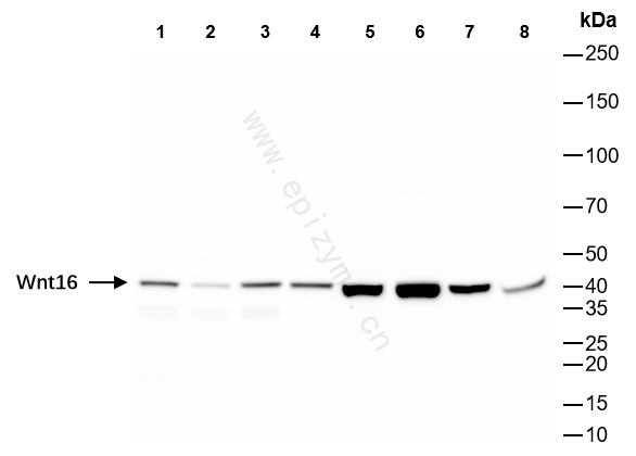 Anti-Wnt16 Rabbit mAb [41N75F21]