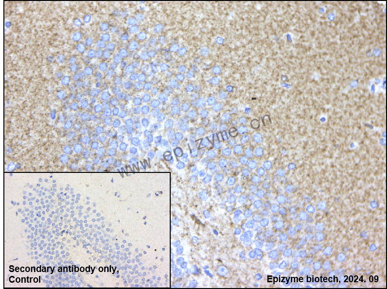 Anti-Wnt16 Rabbit mAb [41N75F21]