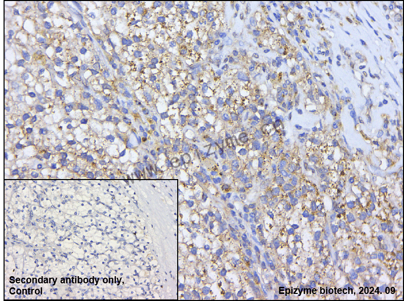 Anti-Wnt16 Rabbit mAb [41N75F21]