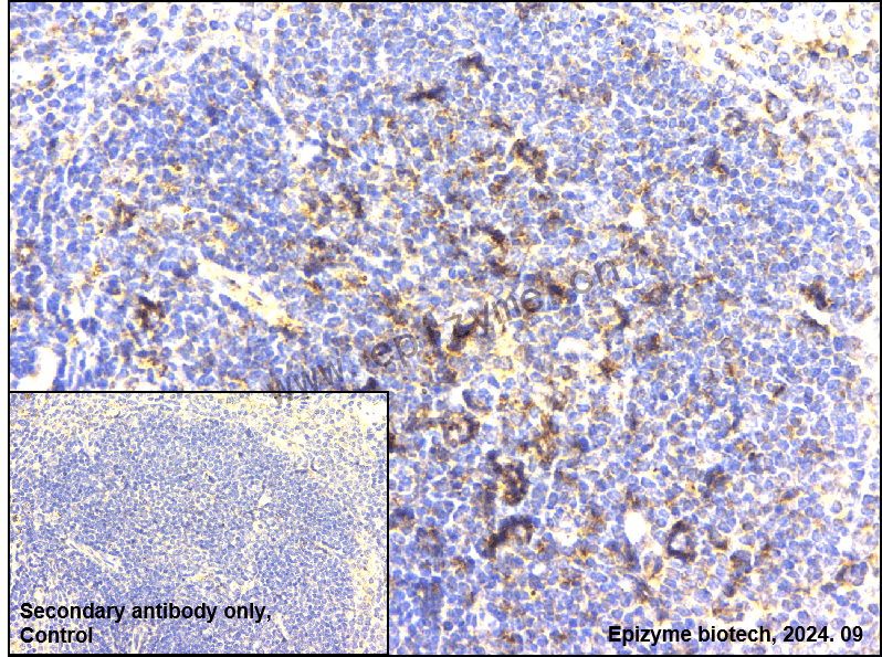 Anti-Wnt16 Rabbit mAb [41N75F21]