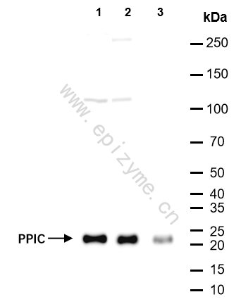 Anti-PPIC Rabbit mAb [58I37G20]