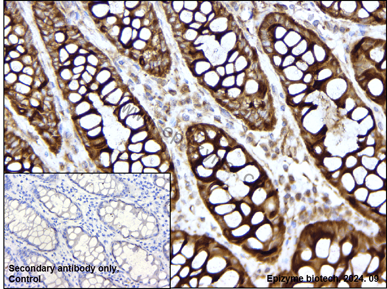 Anti-PPIC Rabbit mAb [58I37G20]
