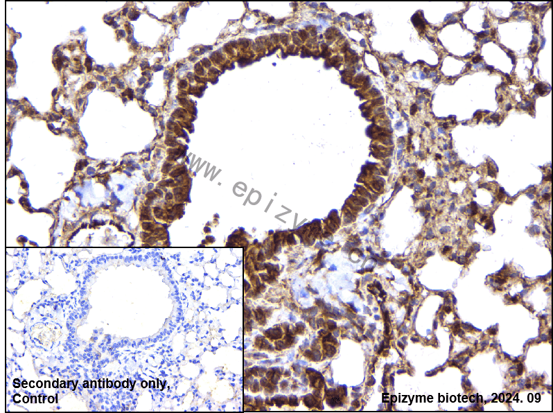Anti-PPIC Rabbit mAb [58I37G20]