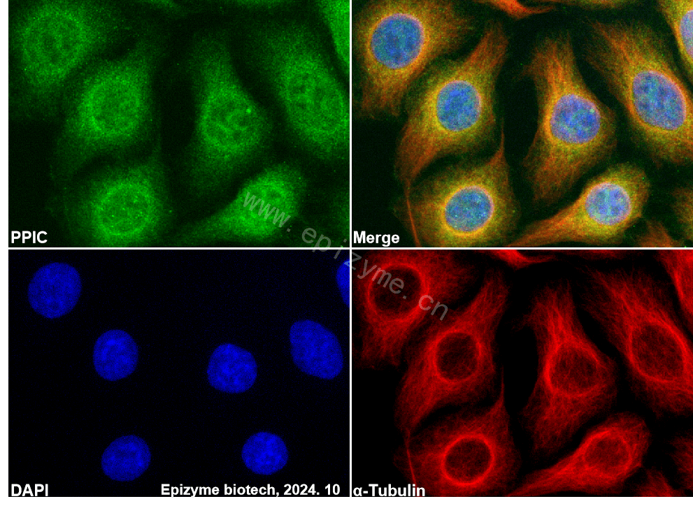 Anti-PPIC Rabbit mAb [58I37G20]