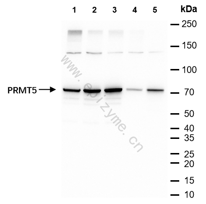 Anti-PRMT5 Rabbit mAb [12E45R27]
