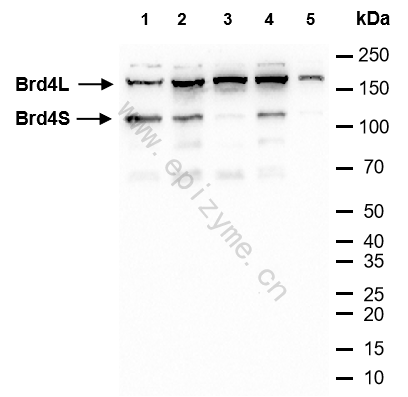 Anti-Brd4 Rabbit mAb [33R30C33]