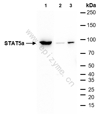 Anti-STAT5a Rabbit mAb [17B09T59]