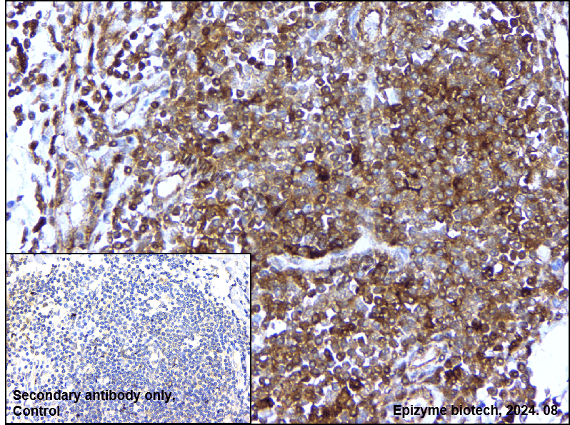 Anti-STAT5a Rabbit mAb [17B09T59]