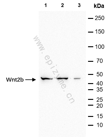Anti-Wnt2b Rabbit mAb [45T51R63]